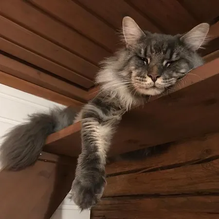 Mummonmokki Alamaa Alpesi faház *