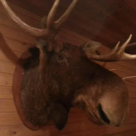 Chalet Mummonmokki Alamaa Ypaja